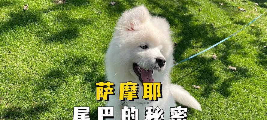 小狗摇着尾巴，展现快乐与善良（狗尾巴摇动的秘密与意义）