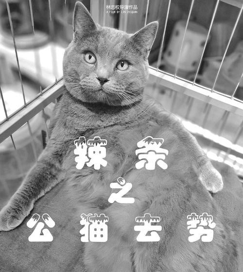 公猫绝育的最佳时机（科学掌握公猫绝育时间，关注猫咪健康）