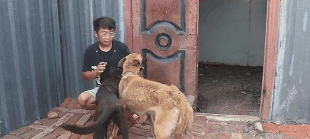 狗狗大姨妈注意事项（关于狗狗大姨妈的健康和护理）