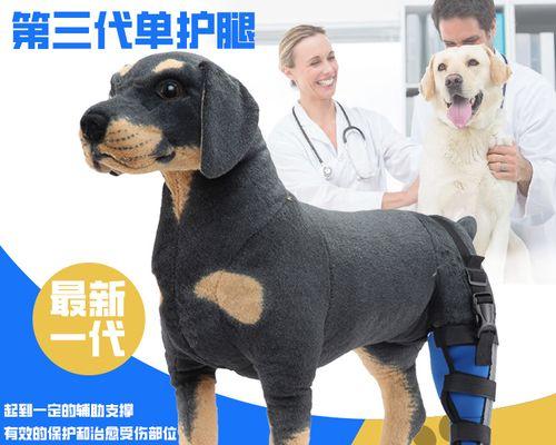 狗狗腿被撞了吃什么药？（了解狗狗腿被撞后的药物治疗方案）