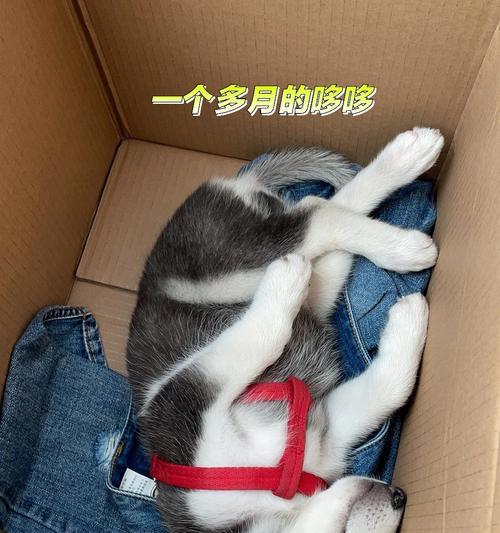 哈士奇繁育和生产过程的注意事项（确保健康和品质的关键）