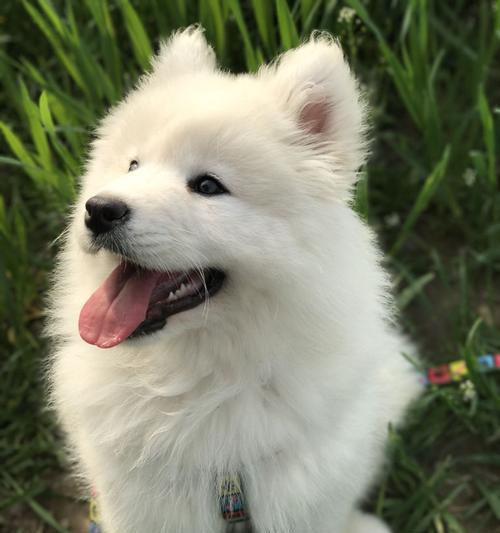四个月幼犬的饮食指南（合理膳食助长健康成长）