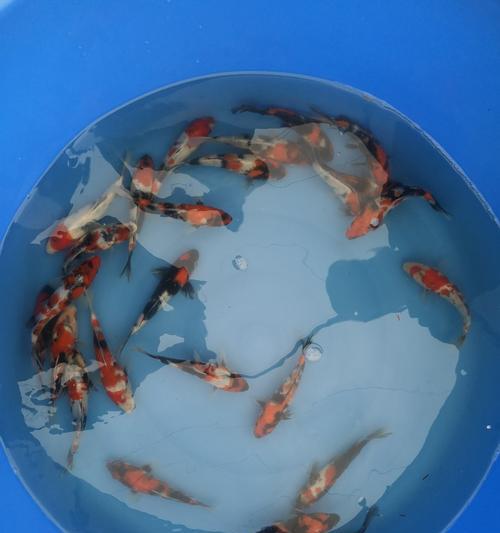 如何以适当的饲养方式养好锦鲤