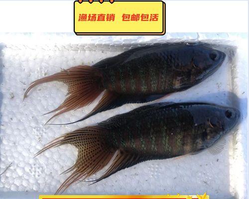 以什么斗鱼最好养？（选择适合养殖环境的斗鱼品种）