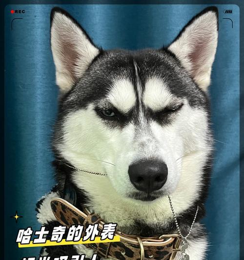 哈士奇（探索哈士奇不具攻击性的原因及其令人印象深刻的特质）