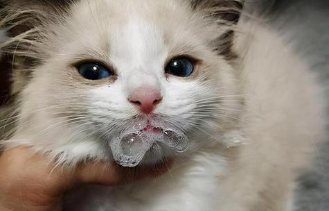 猫吐毛球该吃什么？（探究猫吐毛球原因及解决办法）