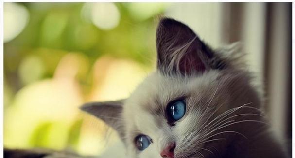 猫咪的孕育（探寻猫咪怀孕的明显征兆和表现）