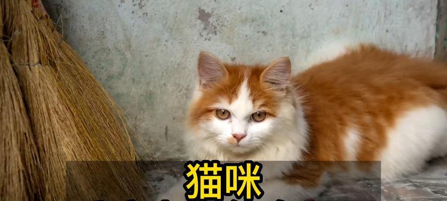 为什么猫咪咬人？（探寻背后的原因及如何预防猫咪咬人事件发生）