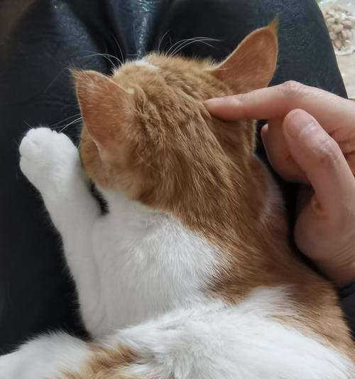 我为什么如此热爱猫咪（探索猫咪的迷人之处）