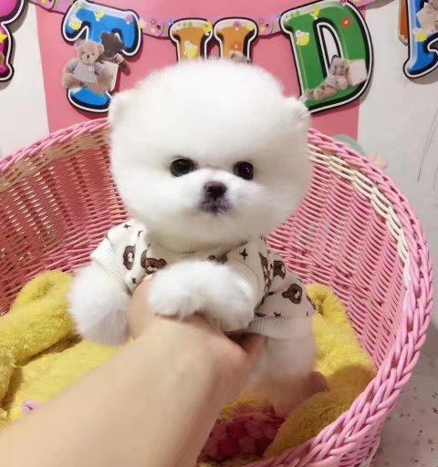 博美吐血猝死的原因及预防方法（探寻博美吐血猝死的根源和保护措施）