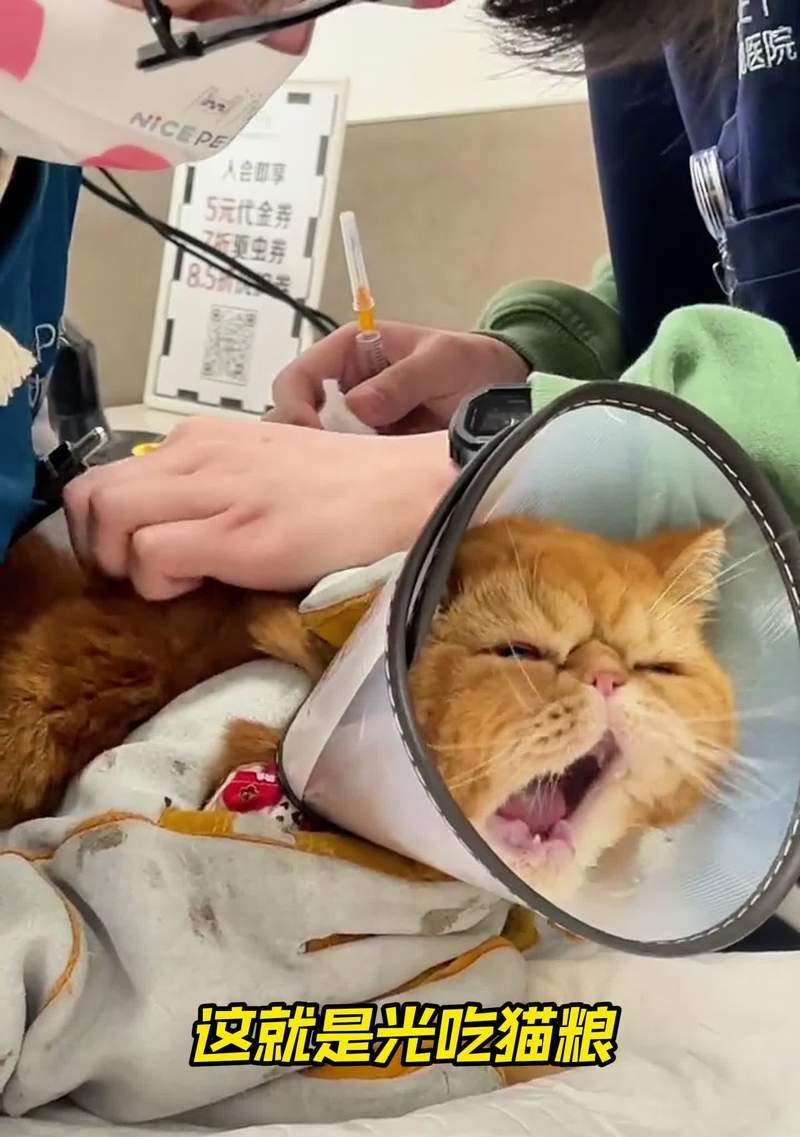 猫为什么到处舔东西？（探究猫咪的舔行为习惯及原因）