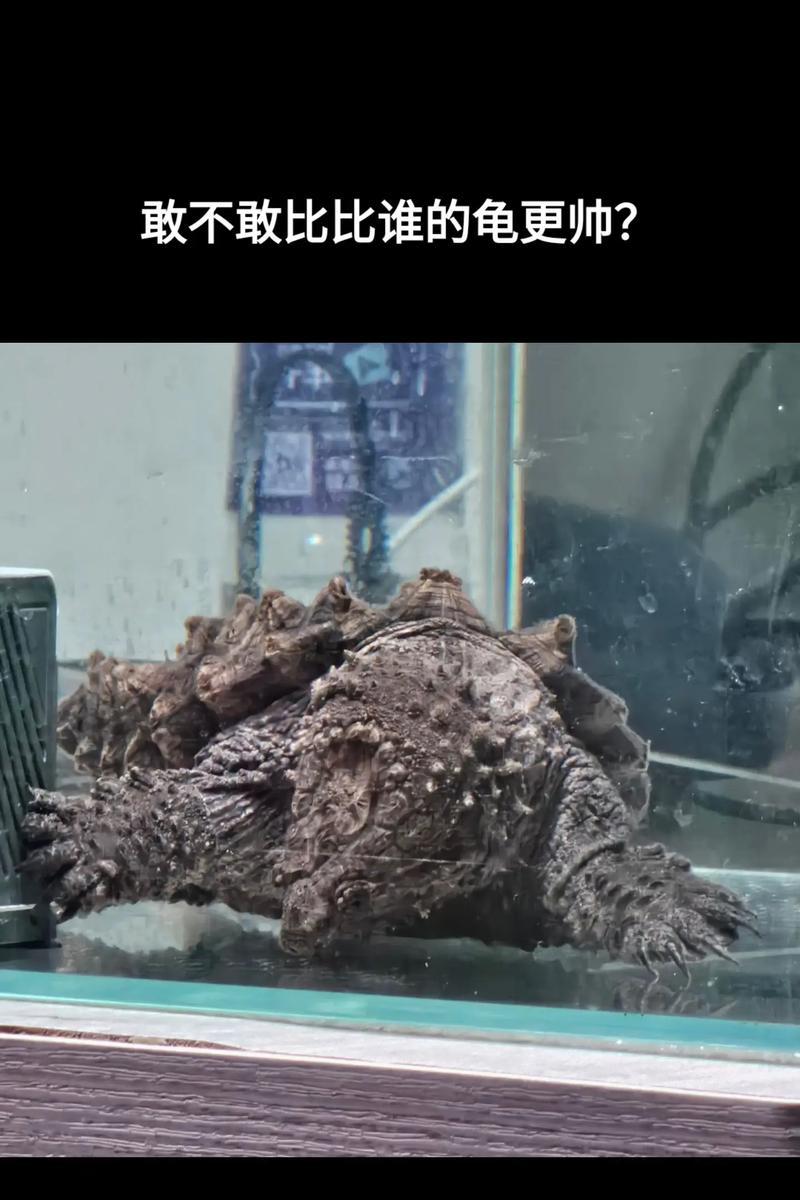 鳄龟的食物习性与饲养要点（探索鳄龟的食性特点和养护技巧）