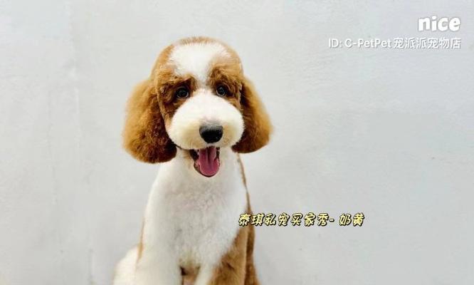 贵宾狗的七种常见颜色与特点（探秘贵宾狗的多彩外貌，品味不同色彩带来的个性魅力）