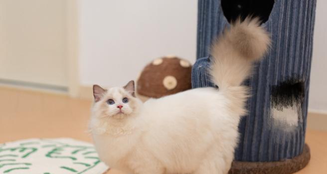 四个月的猫该吃什么？（科学饮食保证宠物健康）