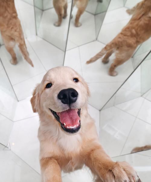 金毛犬孕期注意事项（如何关心和保护金毛犬在孕期的健康）