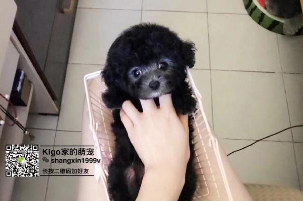 泰迪的父母是什么狗？（探寻泰迪狗品种的神秘来源）
