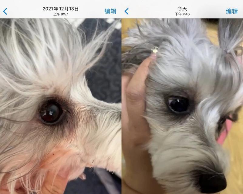 狗狗长泪痕的原因及解决方法（探索狗狗长泪痕背后的原因，以及如何有效解决这一问题）