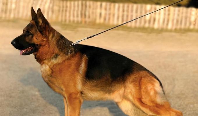 探索德国牧羊犬的品种优势（从聪明、勇敢到服从性，德国牧羊犬的多重优势）