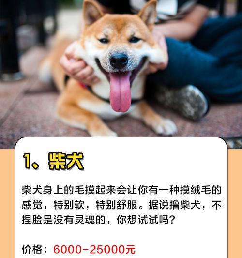 狗狗情缘（狗狗相伴一生，喜爱养狗之人的性格特征分析）