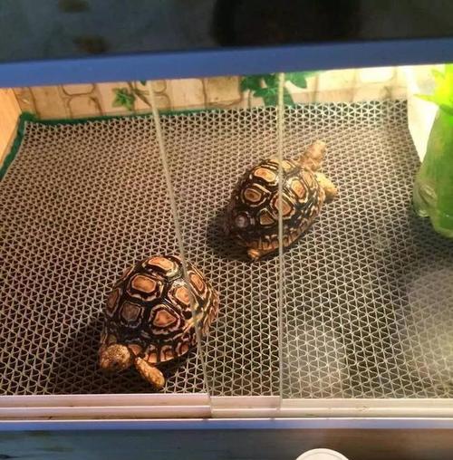 豹龟为何不吃食？（探究豹龟不进食的原因及其对健康的影响）