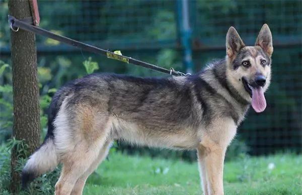 如何给昆明犬取一个好名字（探索昆明犬取名的技巧与灵感）