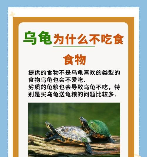 乌龟的饮食（探索乌龟的食谱和饮食习惯，让你的宠物健康快乐）