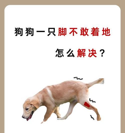 狗狗为什么右后腿不着地？（探究造成狗狗右后腿不着地的原因以及相应的处理方法）