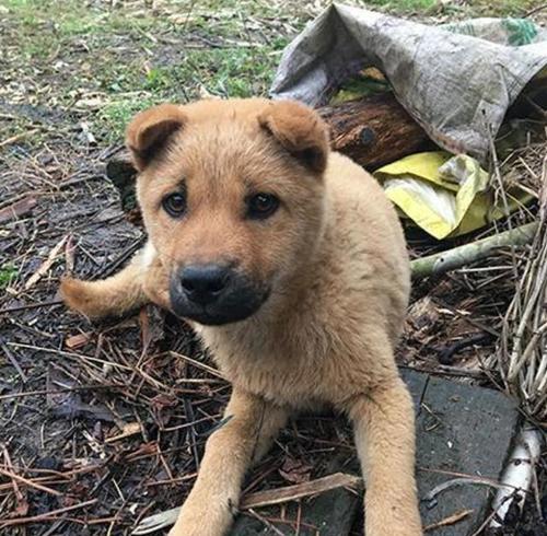 选择农村合适的犬种（饲养农村犬只需考虑自身条件与需求）