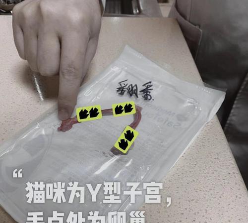 食物绝育的奥秘（以饮食调理为基础实现绝育效果）
