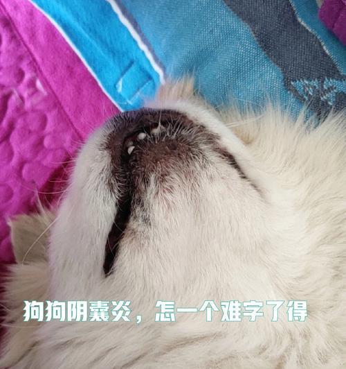 揭秘狗狗睾丸的神秘位置（了解狗狗睾丸的位置与作用，助你更好地照顾你的宠物）