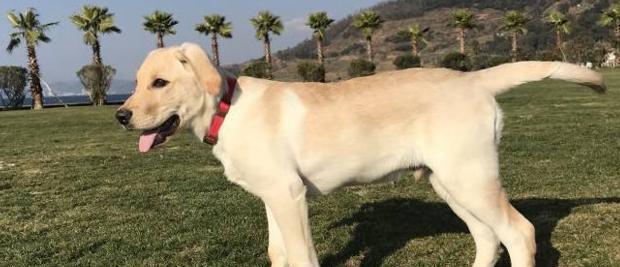 拉布拉多犬的特点与魅力（探索拉布拉多犬的亲切性和智慧）