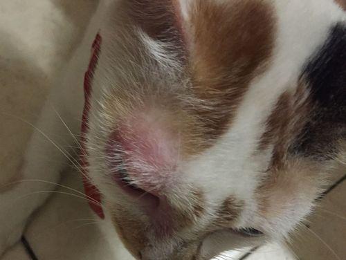 猫的眼眶为什么会红红的？（探究猫眼眶红红的原因与解决方法）