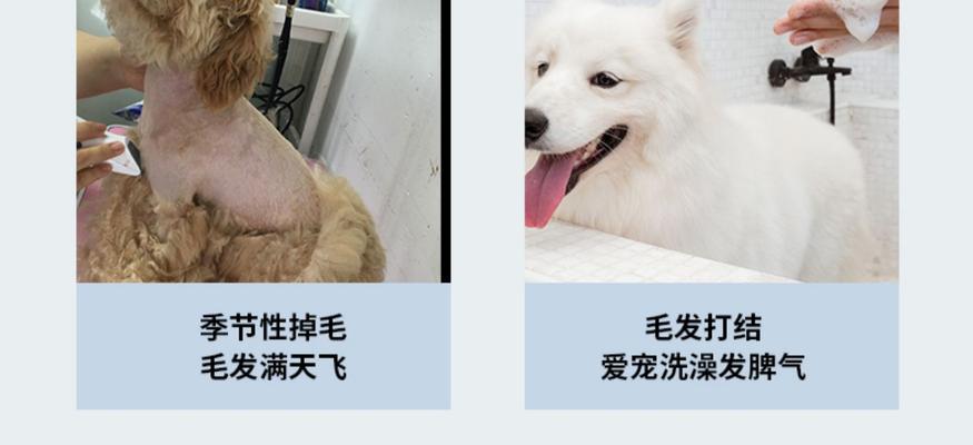 为什么狗毛容易打结？（探究狗毛易打结原因及防治方法）