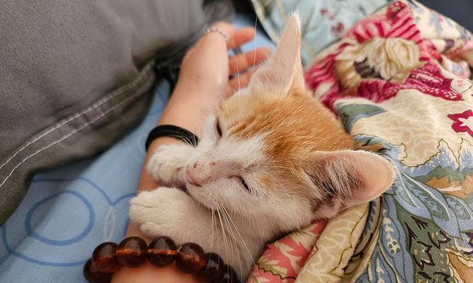 不足月的猫（初生崽猫的成长之路与人类的帮助）