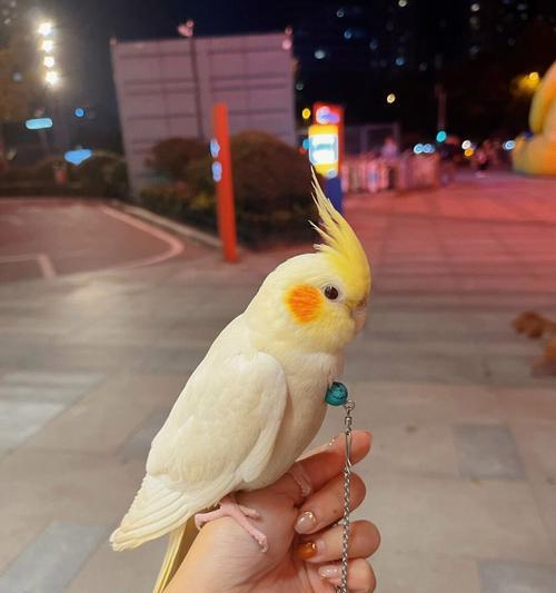 如何养鹦鹉（细致入微，让你的鹦鹉健康快乐）