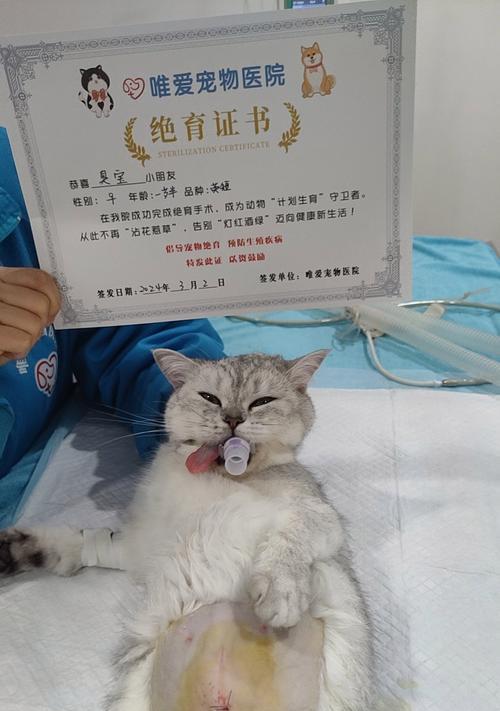 猫绝育的好处（保护健康，控制数量，改善行为）