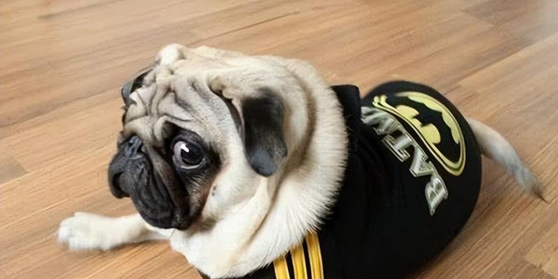 八哥犬的饮食需求与喂养方法（了解八哥犬的饮食需求，让它健康快乐成长）