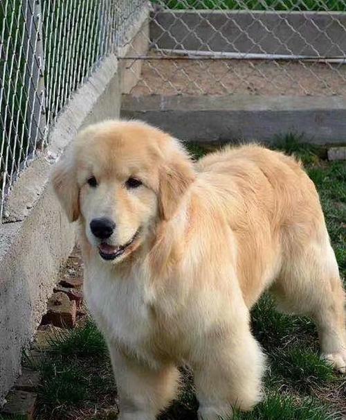 金毛幼犬（培养宠物责任心，从金毛幼犬开始）