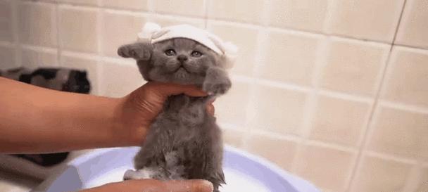 如何给猫洗澡？（选择合适的猫洗澡用品与技巧）
