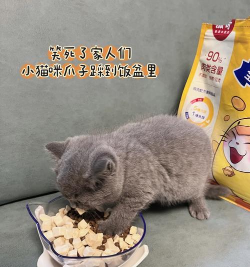 小猫刚出生的饮食需求（如何正确喂养新生小猫，保证其健康成长）