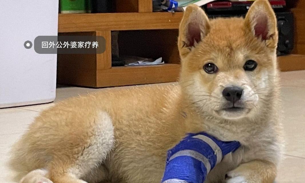 怎样给骨折的狗狗提供正确的饮食？（骨折狗狗的营养需求与饮食管理）