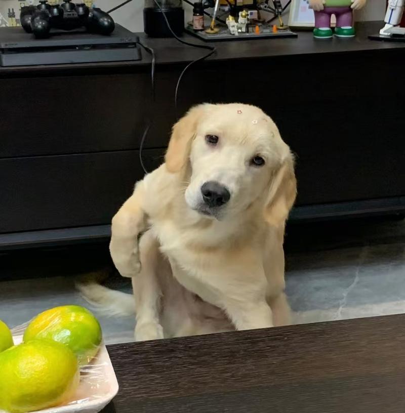 金毛犬的健康饮食（为你的金毛犬提供最适合的食物）