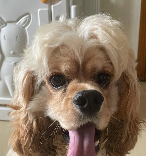 探索中型犬的美丽之处（中型犬种类丰富多样，外貌魅力十足）