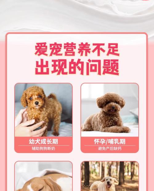 小狗的成长周期与适宜领养时间（探讨小狗刚出生多久合适领养的最佳时机）