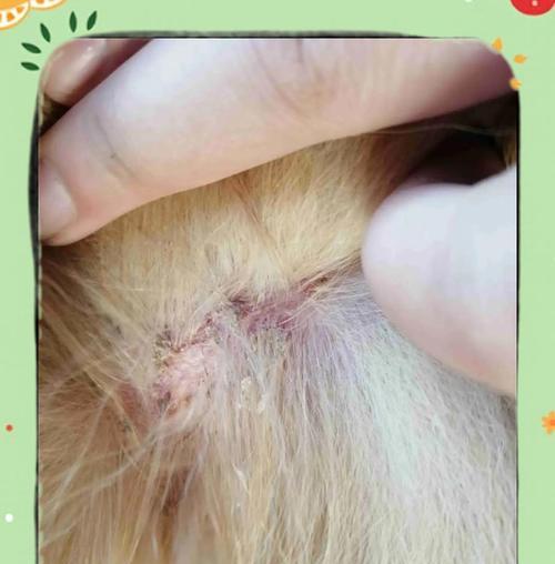 狗狗全身湿疹的症状及治疗方法（详解狗狗湿疹的主要症状和有效治疗方法）