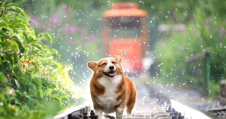 动物的体温多少？（探索动物的体温范围与适应性）
