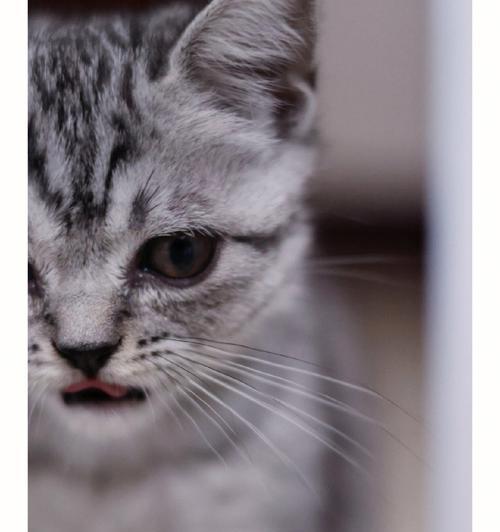 探索猫型犬的神奇世界（解密猫型犬的特点、习性与饲养要点）