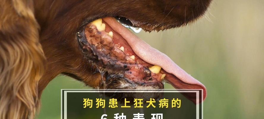 了解常见狗病的症状及预防措施（掌握狗病的症状，为宠物健康保驾护航）