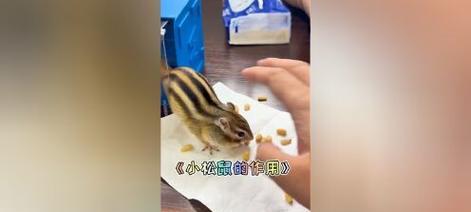 小松鼠咬伤人怎么处理？了解狂犬病毒是否携带是关键！（小松鼠咬伤人的风险及预防措施）