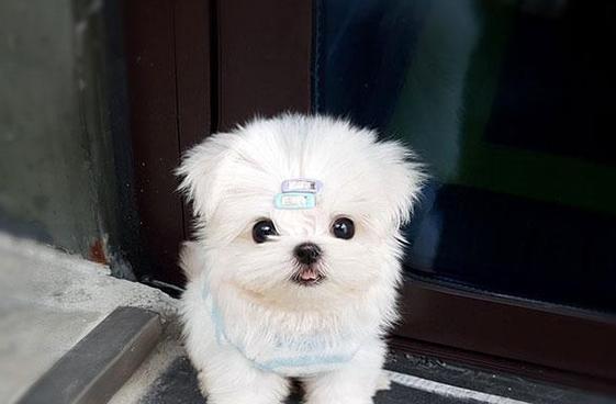 常见小型犬品种介绍（认识与了解这些可爱的狗狗世界）